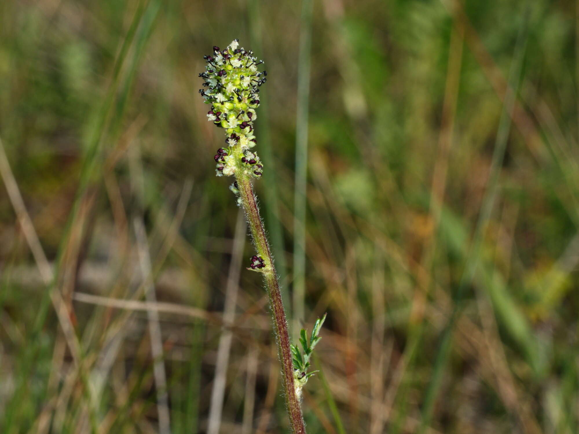 Image of Acaena echinata Nees