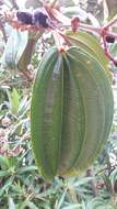 صورة Meriania nobilis Triana