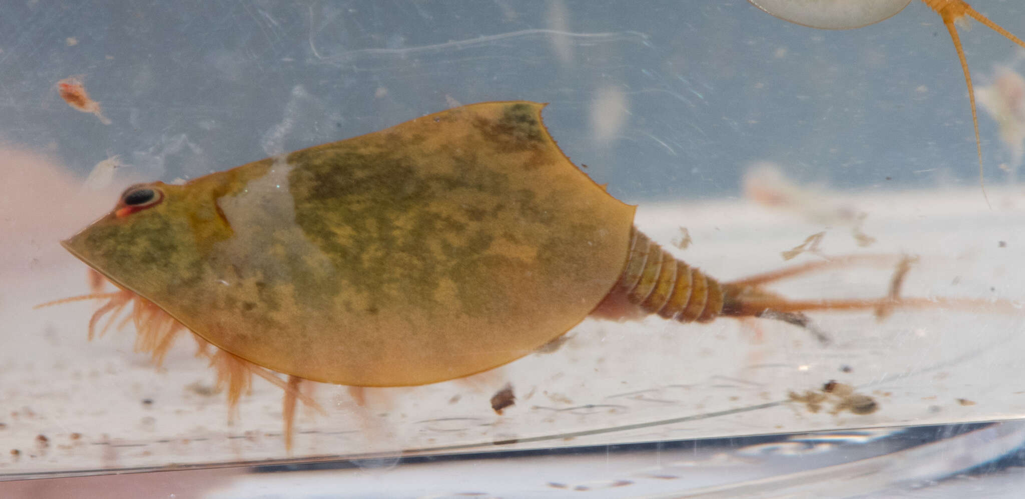 Image of Vernal pool tadpole shrimp