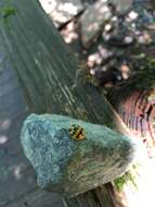 Image of Squash Lady Beetle
