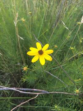 Image of woodland tickseed