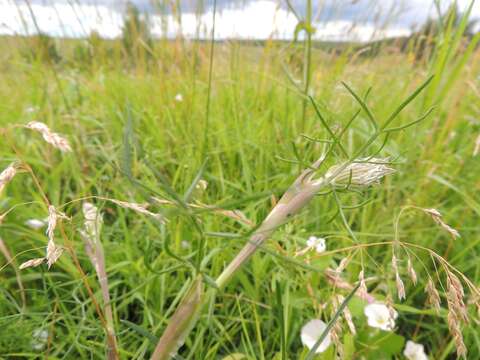 Image of Seseli annuum L.