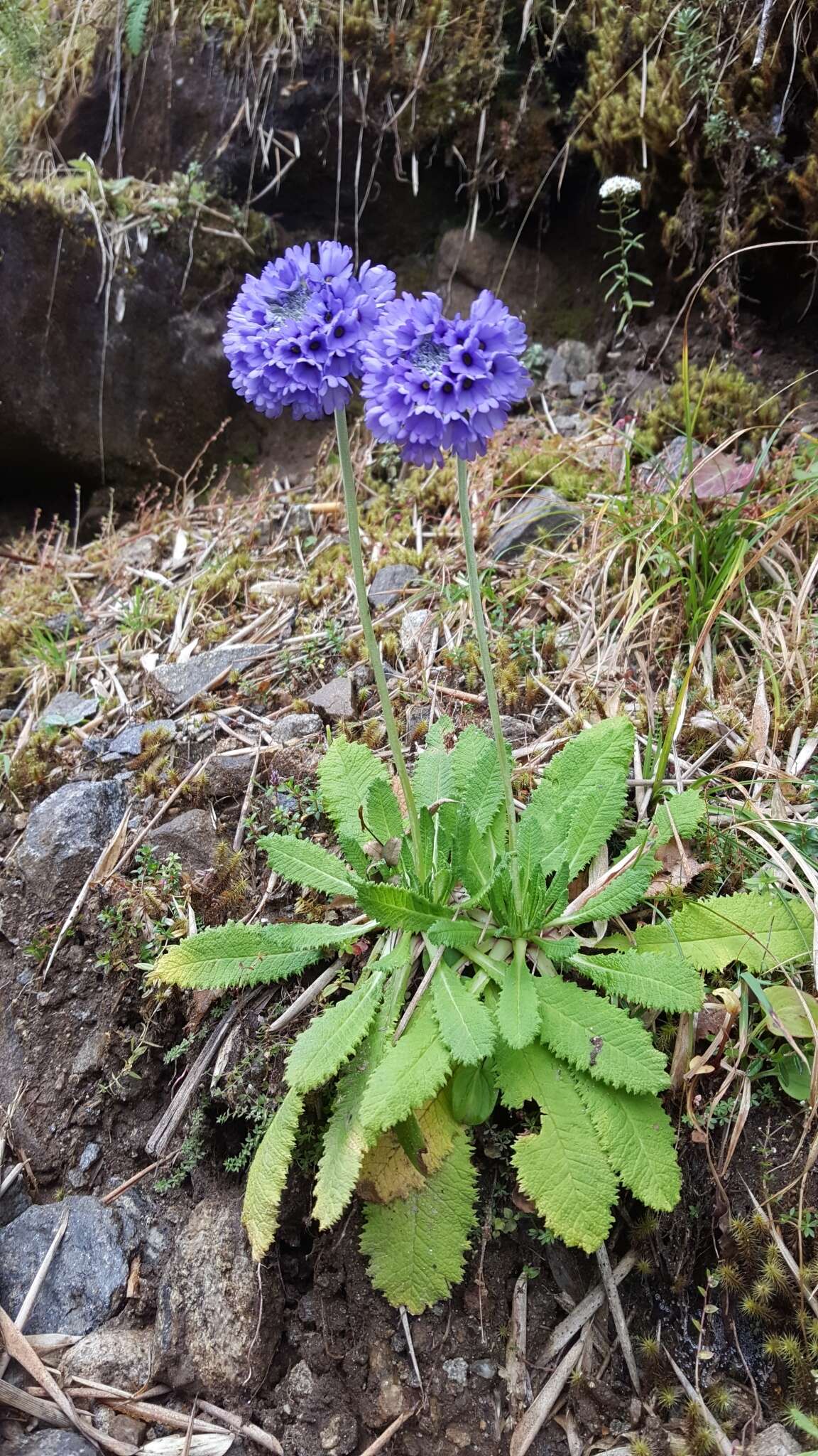 Primula glomerata Pax resmi