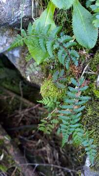 Athyrium oppositipennum var. pubescens (Tag.) Tag.的圖片