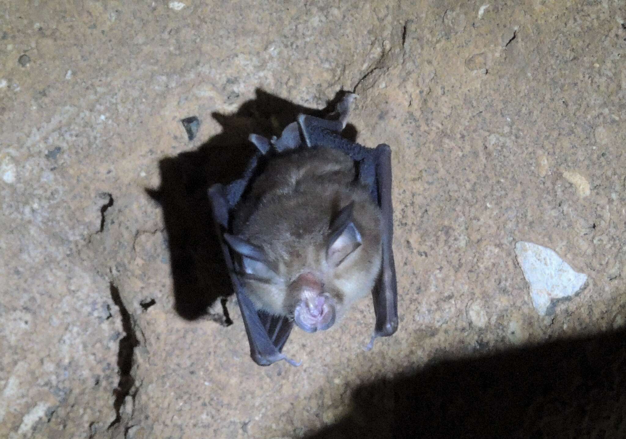 Image of Croslet Horseshoe Bat