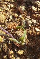 Image of Spiral sun orchid