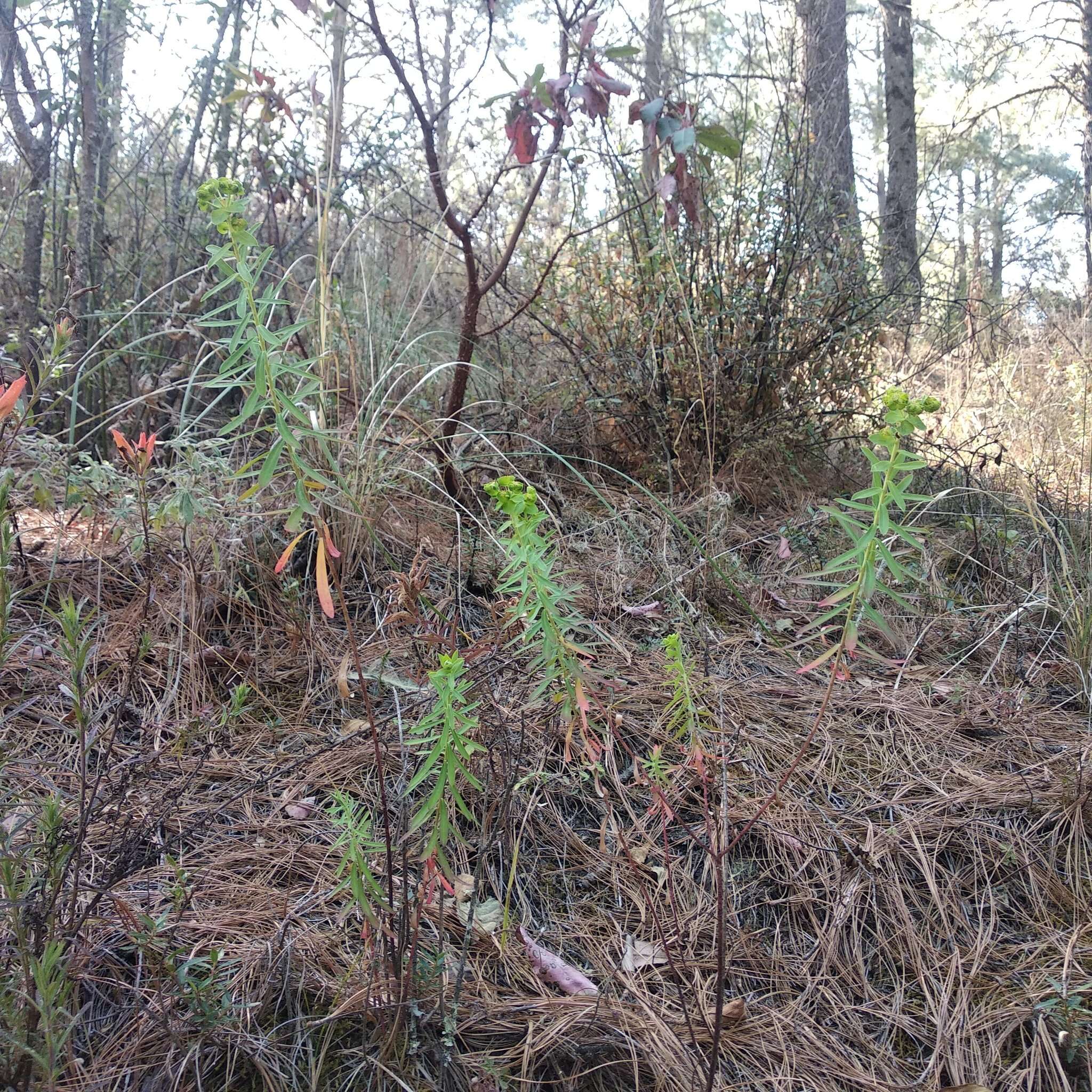 Image of Euphorbia esuliformis S. Schauer