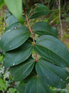 Image of Coriaria japonica subsp. intermedia (Matsum.) T. C. Huang