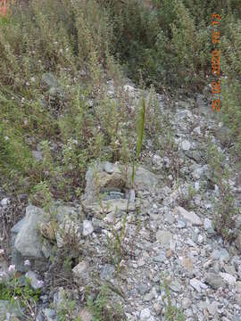 Image de Stipellula capensis (Thunb.) Röser & Hamasha