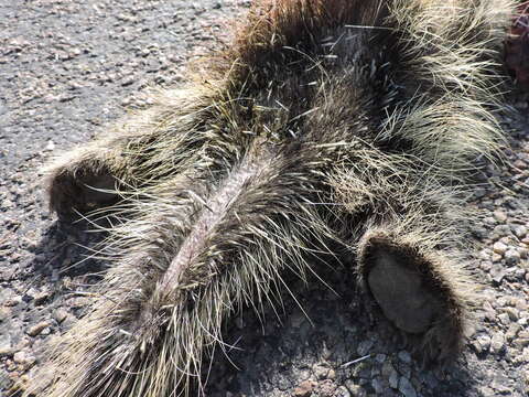 Image of North American porcupine