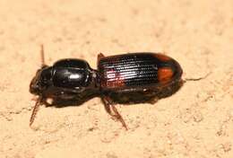 صورة Clivina (Paraclivina) bipustulata (Fabricius 1798)