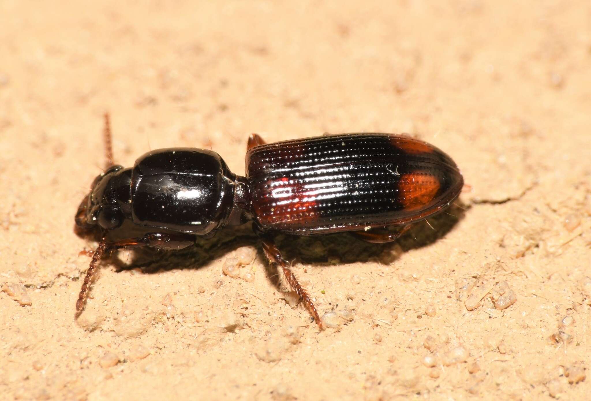 Clivina (Paraclivina) bipustulata (Fabricius 1798)的圖片