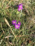 Image of Scottish primrose