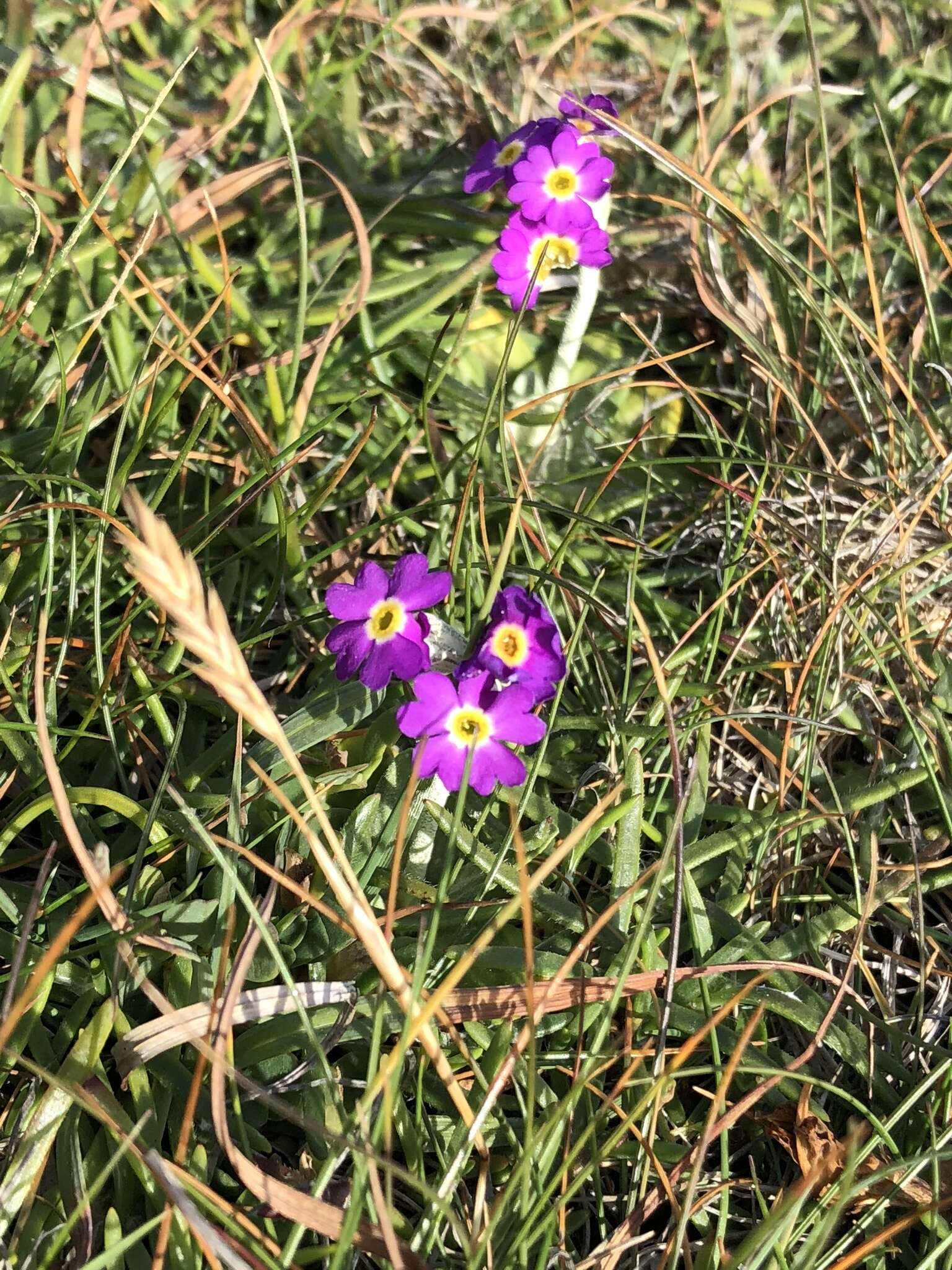 Image of Scottish primrose