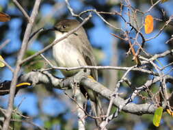 Image of Eastern Phoebe