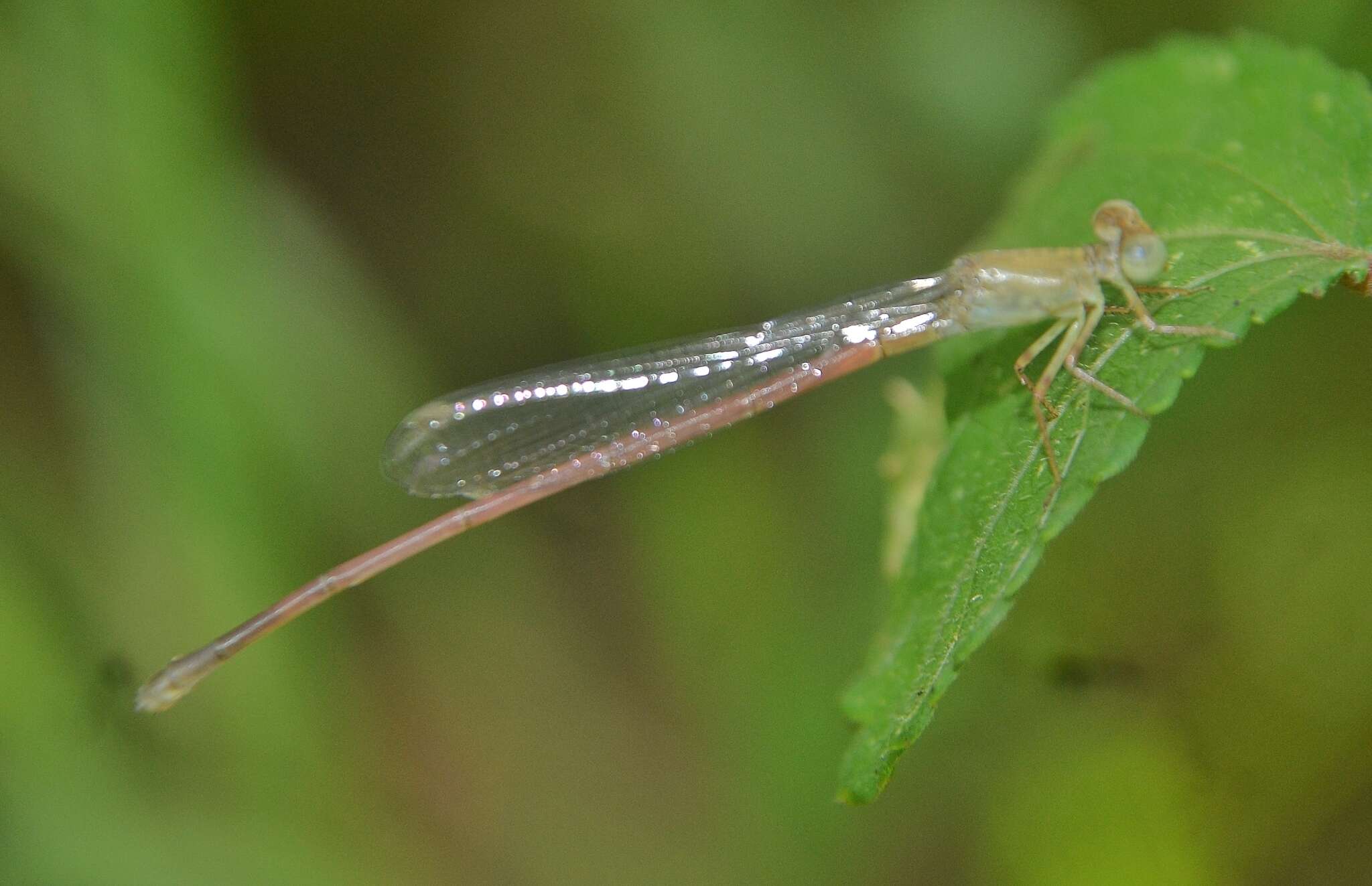 Image of Ceriagrion olivaceum Laidlaw 1914