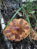 Image of Russula senecis S. Imai 1938