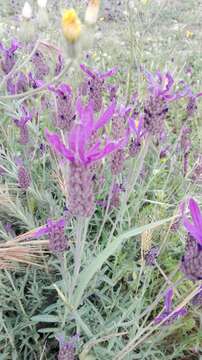 Image of Lavandula pedunculata (Mill.) Cav.