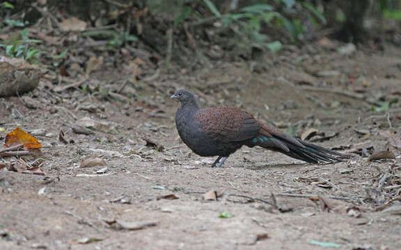 Image of Mountain Peacock-Pheasant