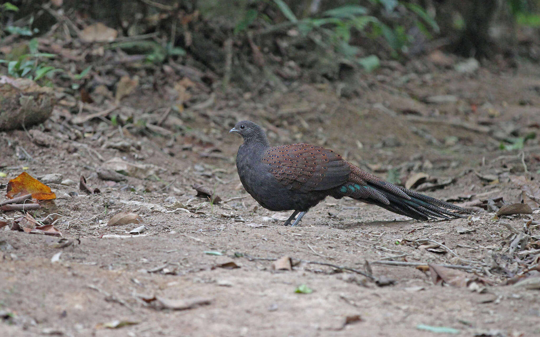 Image of Mountain Peacock-Pheasant