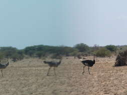 Image of Somali Ostrich