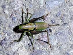 Image of Eupholidoptera tyrrhenica Allegrucci, Massa, Trasatti & Sbordoni 2014