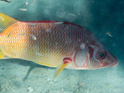 Image of Sabre squirrelfish