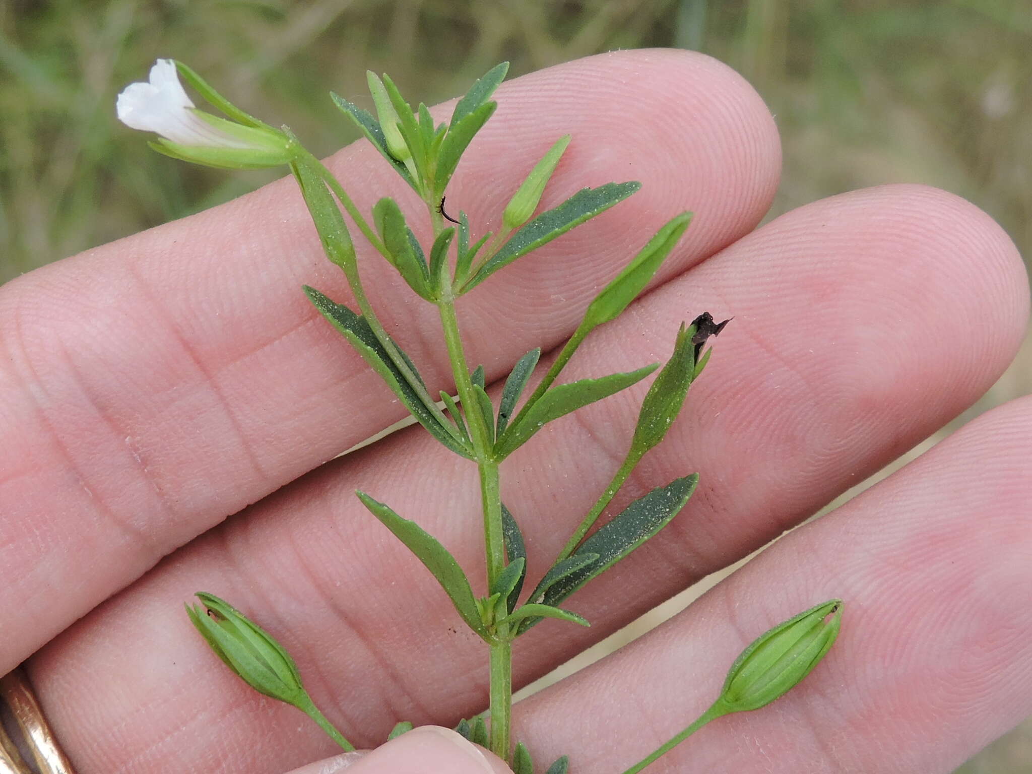 Mecardonia acuminata (Walt.) Small resmi