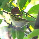 Image de Phylloscopus ogilviegranti klossi (Riley 1922)