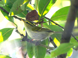 Image of Phylloscopus ogilviegranti klossi (Riley 1922)