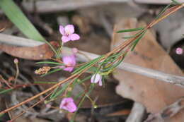 Image of Boronia filifolia F. Müll.