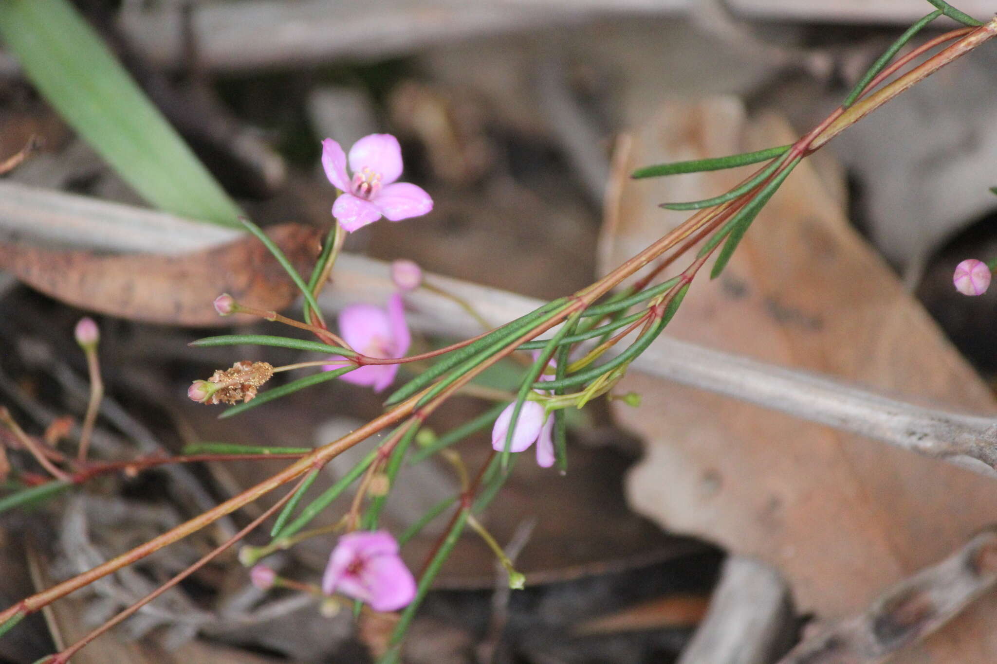 Image of Boronia filifolia F. Müll.