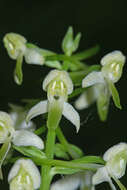 Слика од Platanthera mixta Efimov