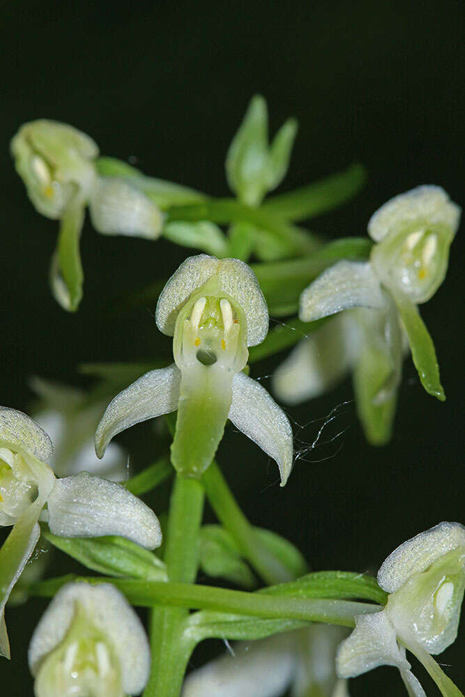 Image of Platanthera mixta Efimov