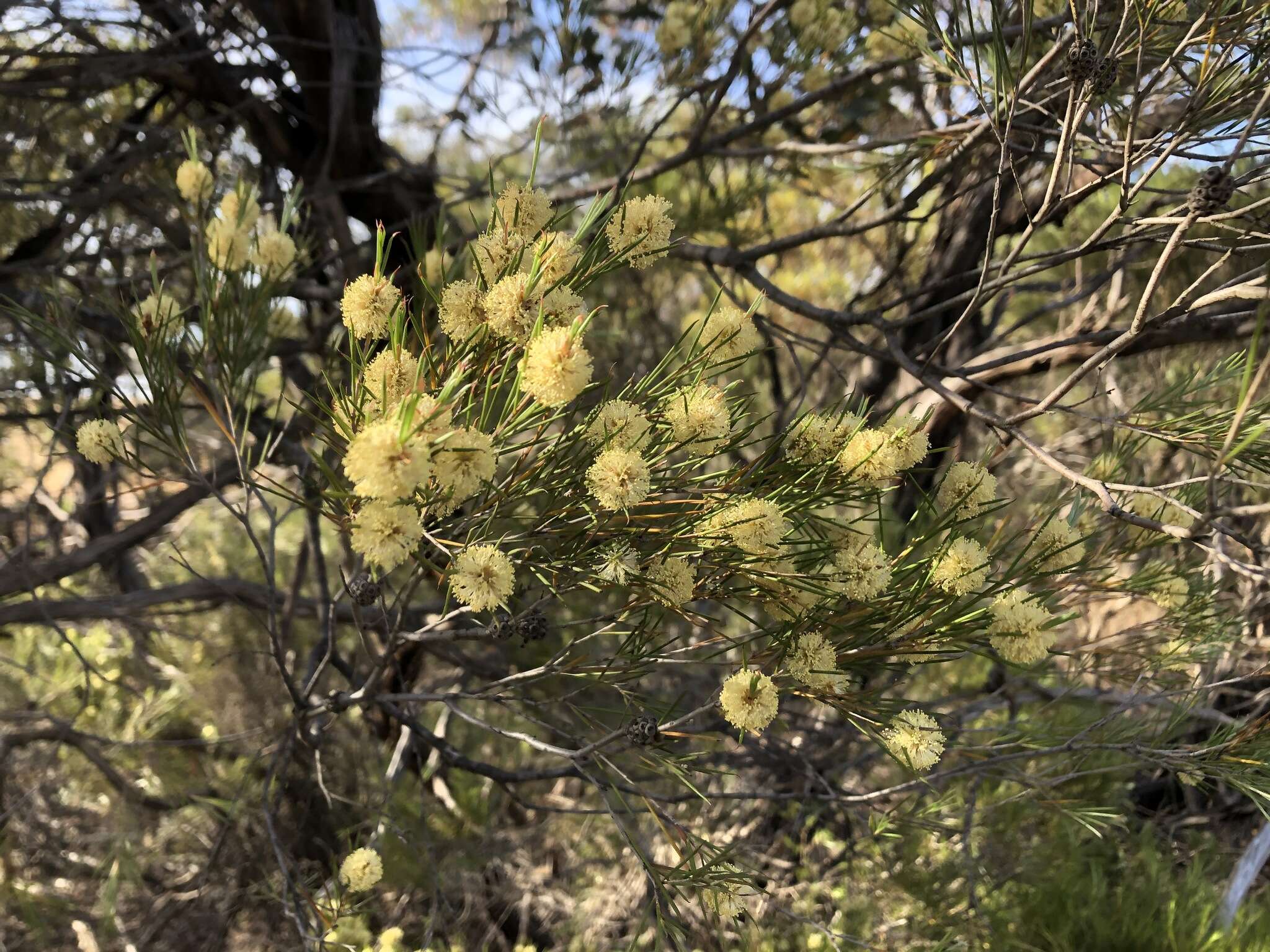 Image of broom honeymyrtle