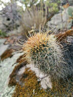 Image of Coryphantha clavata subsp. stipitata (Scheidw.) Dicht & A. Lüthy