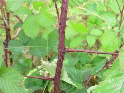 Sivun Rubus elegantispinosus (Schumacher) H. E. Weber kuva