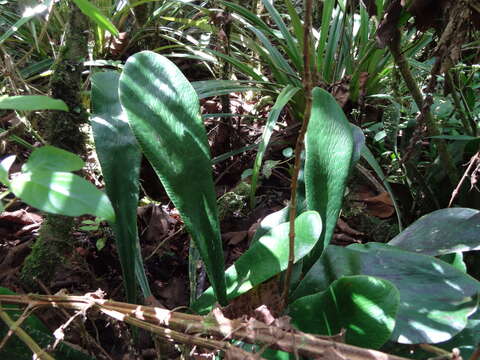 Image of Antrophyopsis boryana (Willd.) Schuettp.