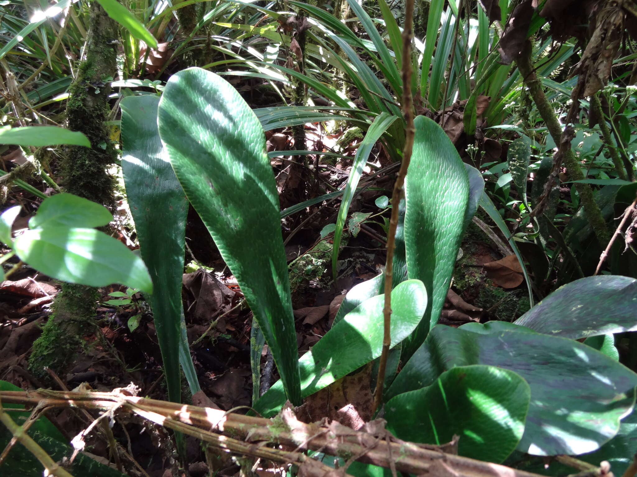 Imagem de Antrophyopsis boryana (Willd.) Schuettp.