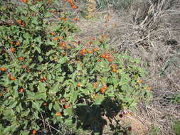 Image of Solanum tomentosum var. coccineum (Jacq.) Willd.