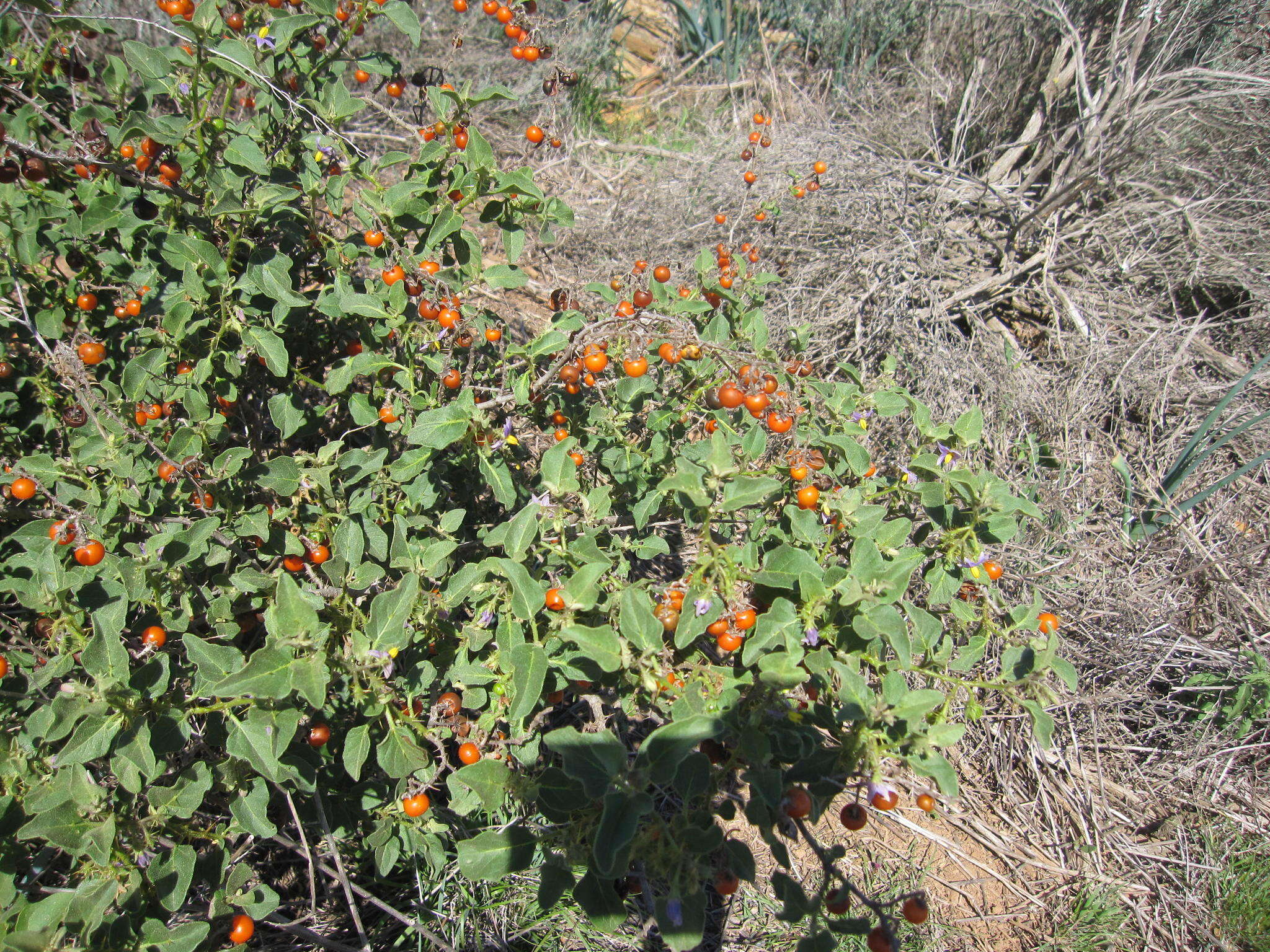 Image of Solanum tomentosum var. coccineum (Jacq.) Willd.