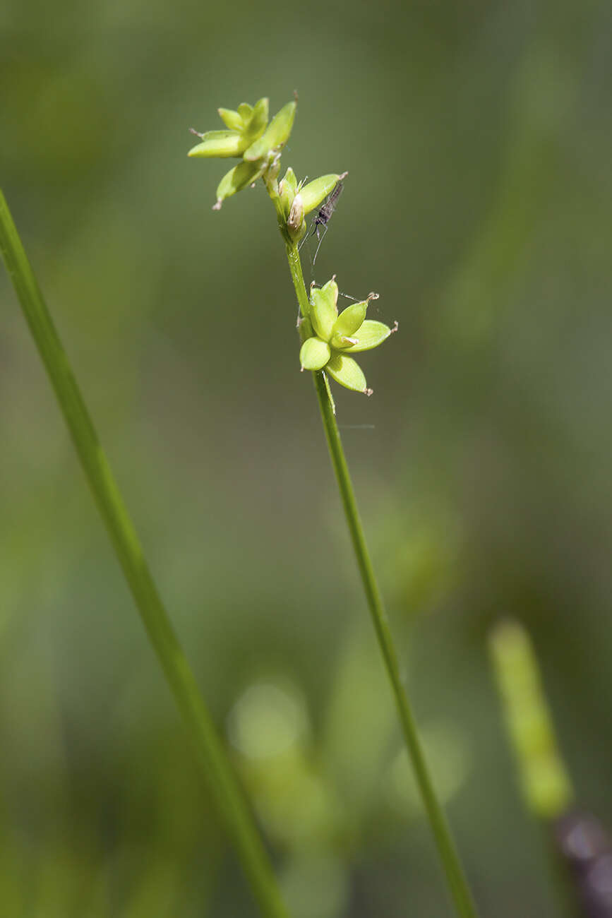 Image of Ryegrass sedge