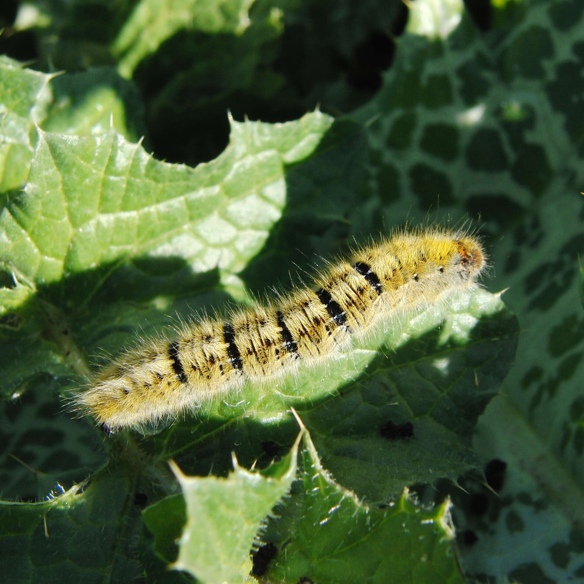 Image of grass eggar