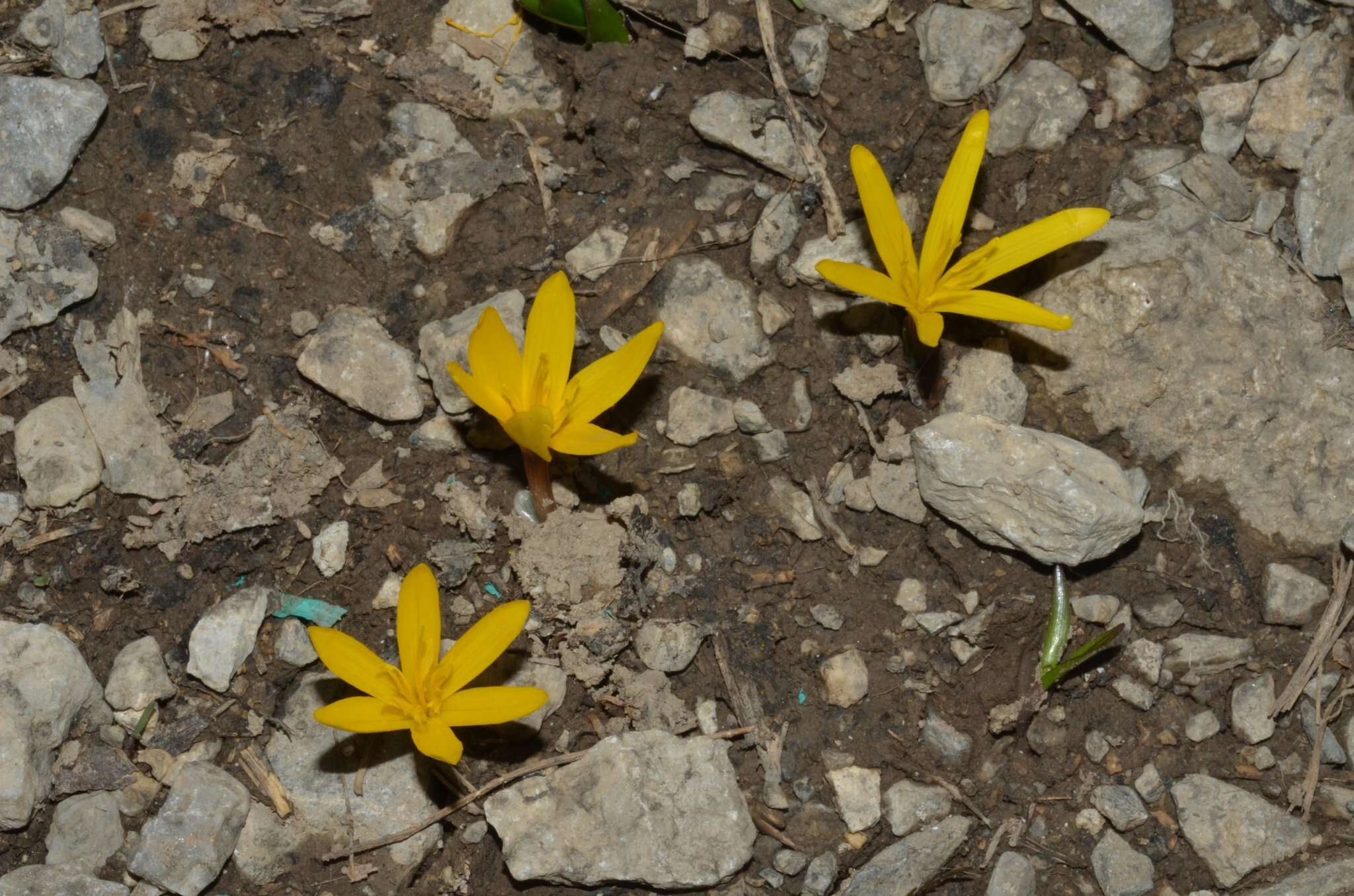 Image of Colchicum luteum Baker