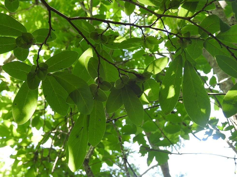 Sivun Diospyros salicifolia Humb. & Bonpl. ex Willd. kuva