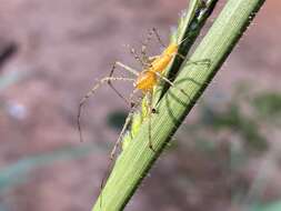 Image of Peucetia flava Keyserling 1877