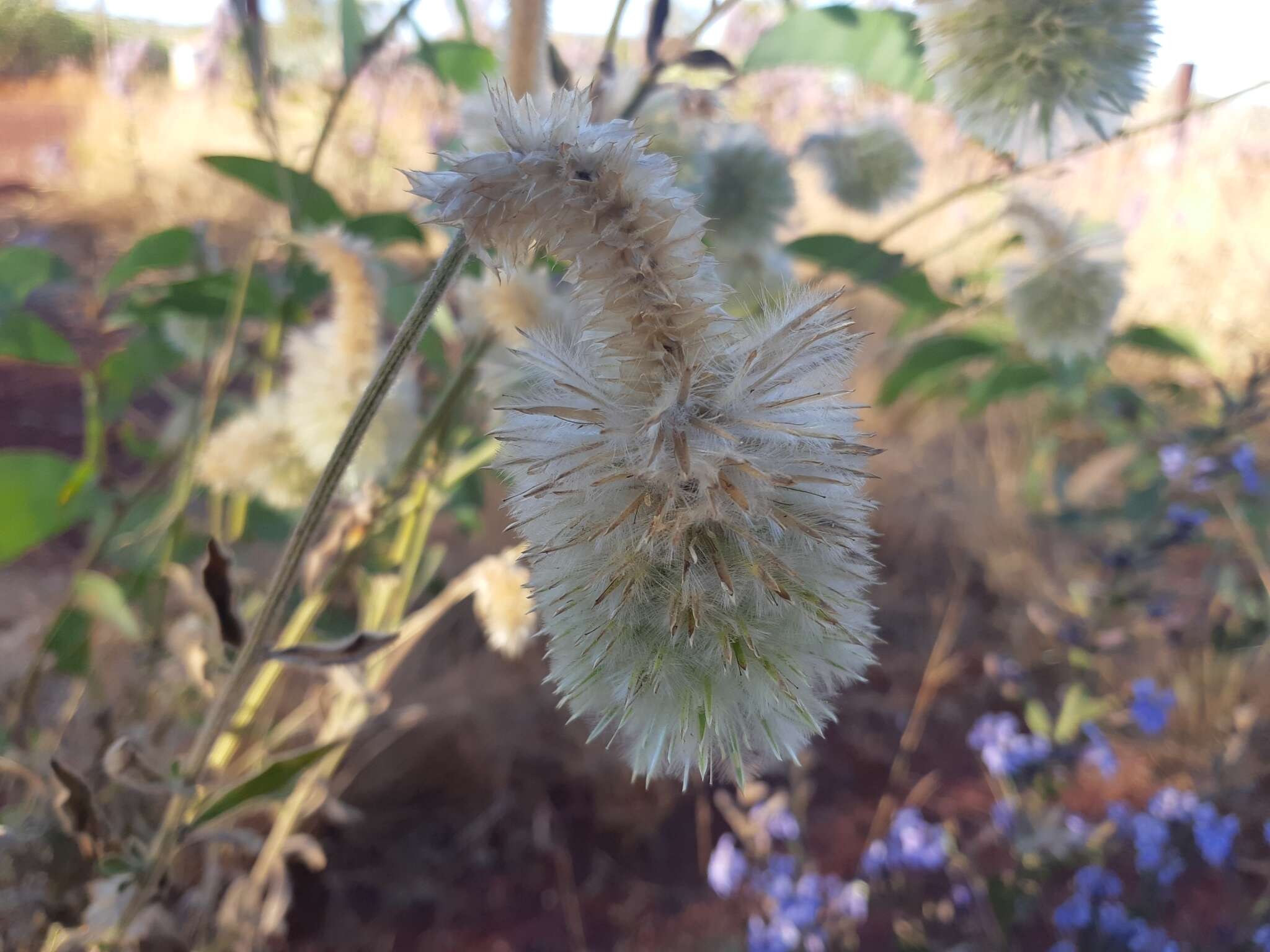 Ptilotus clementii (Farmar) Benl的圖片