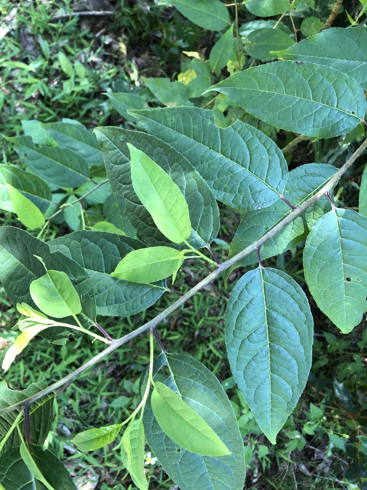 Image of Ilex micrococca Maxim.