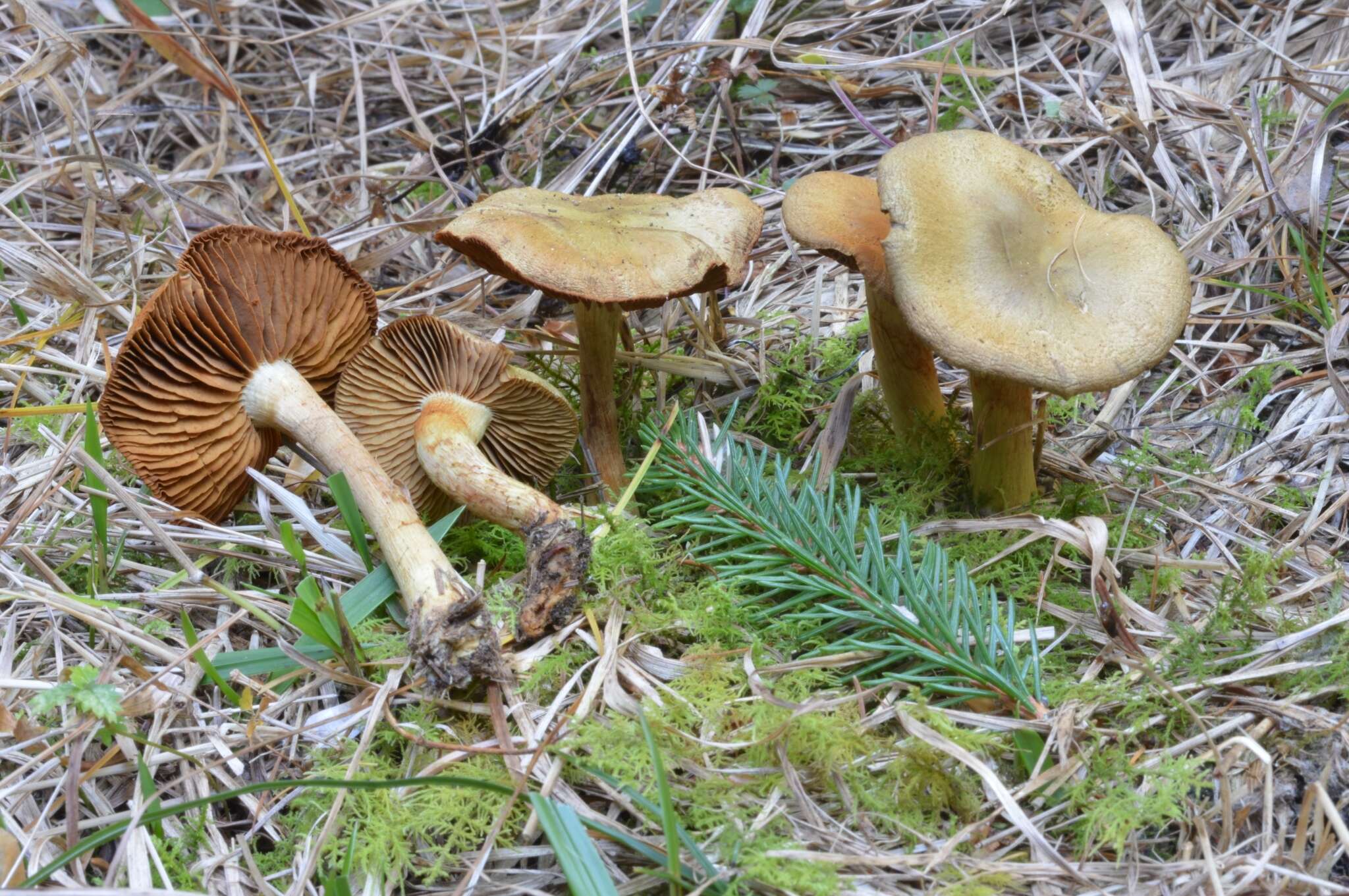 Слика од Cortinarius venetus (Fr.) Fr. 1838