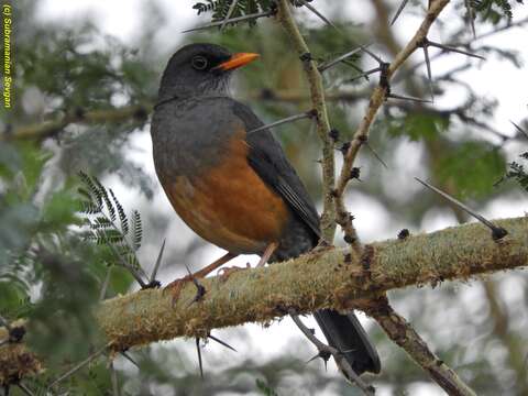 Image of Abyssinian Thrush